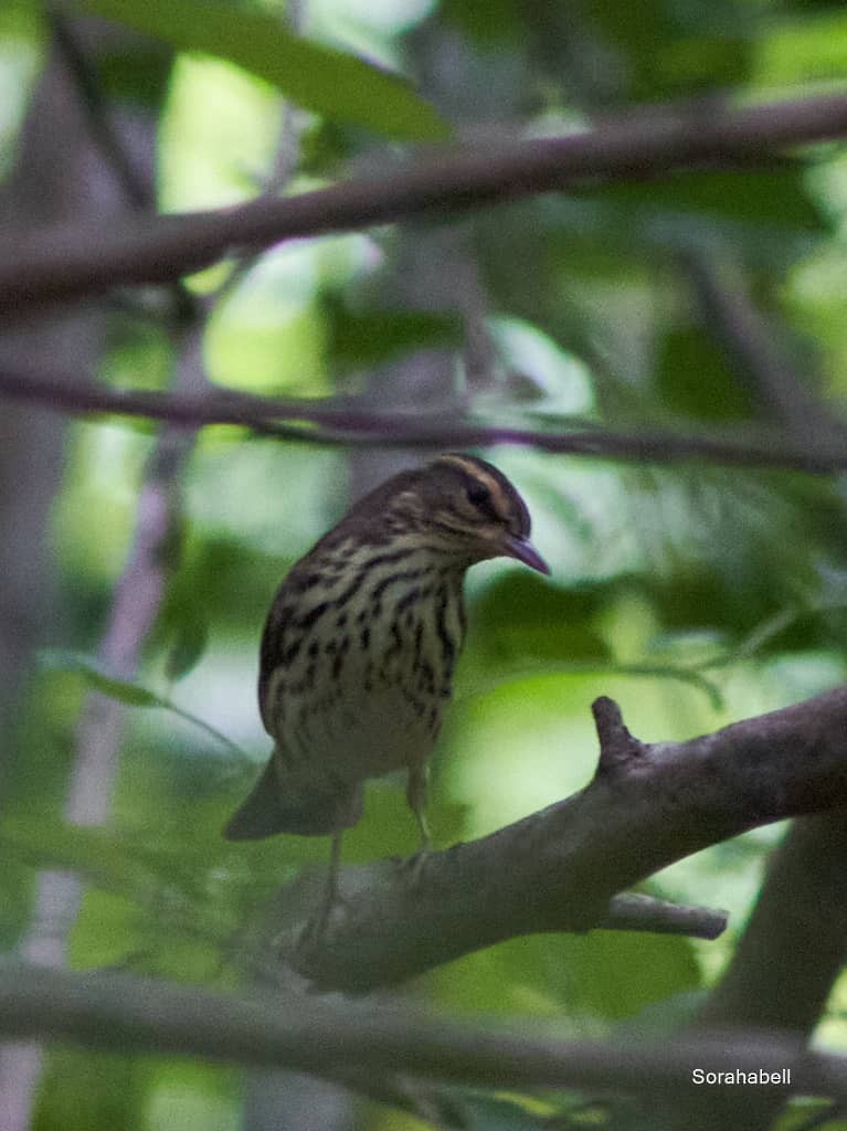 Louisiana Waterthrush - ML623740899