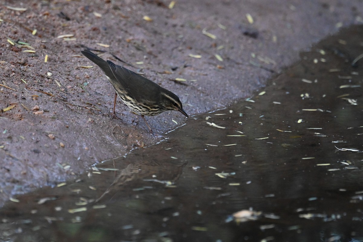 Northern Waterthrush - ML623740939