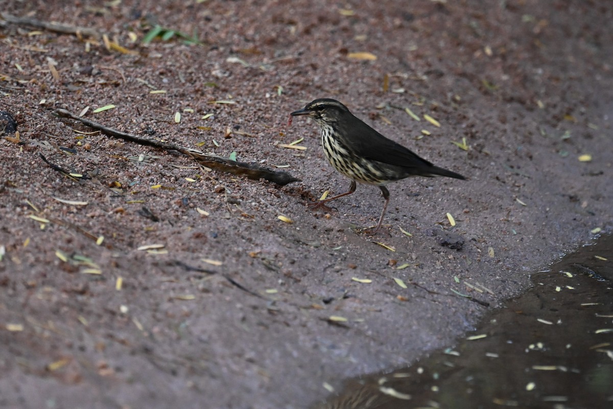 Northern Waterthrush - ML623740966