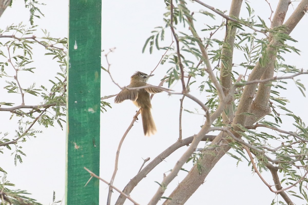 Paddyfield Warbler - ML623740988