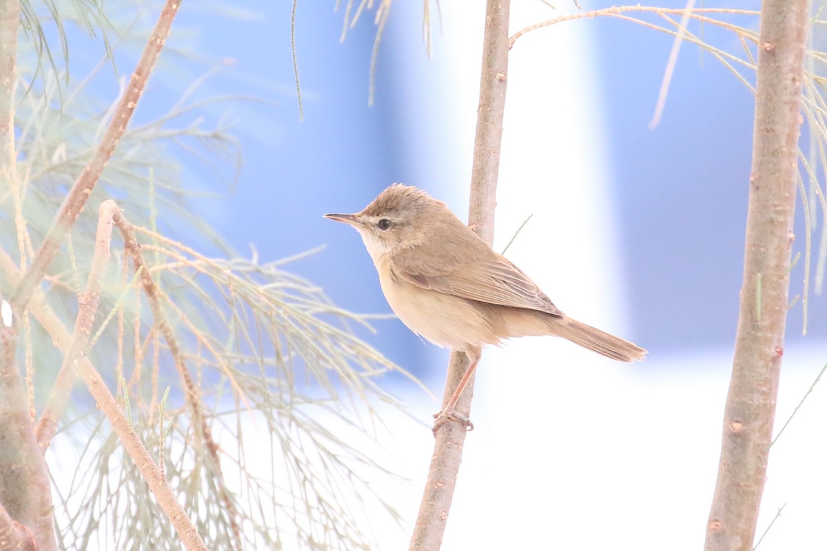 Paddyfield Warbler - ML623740995