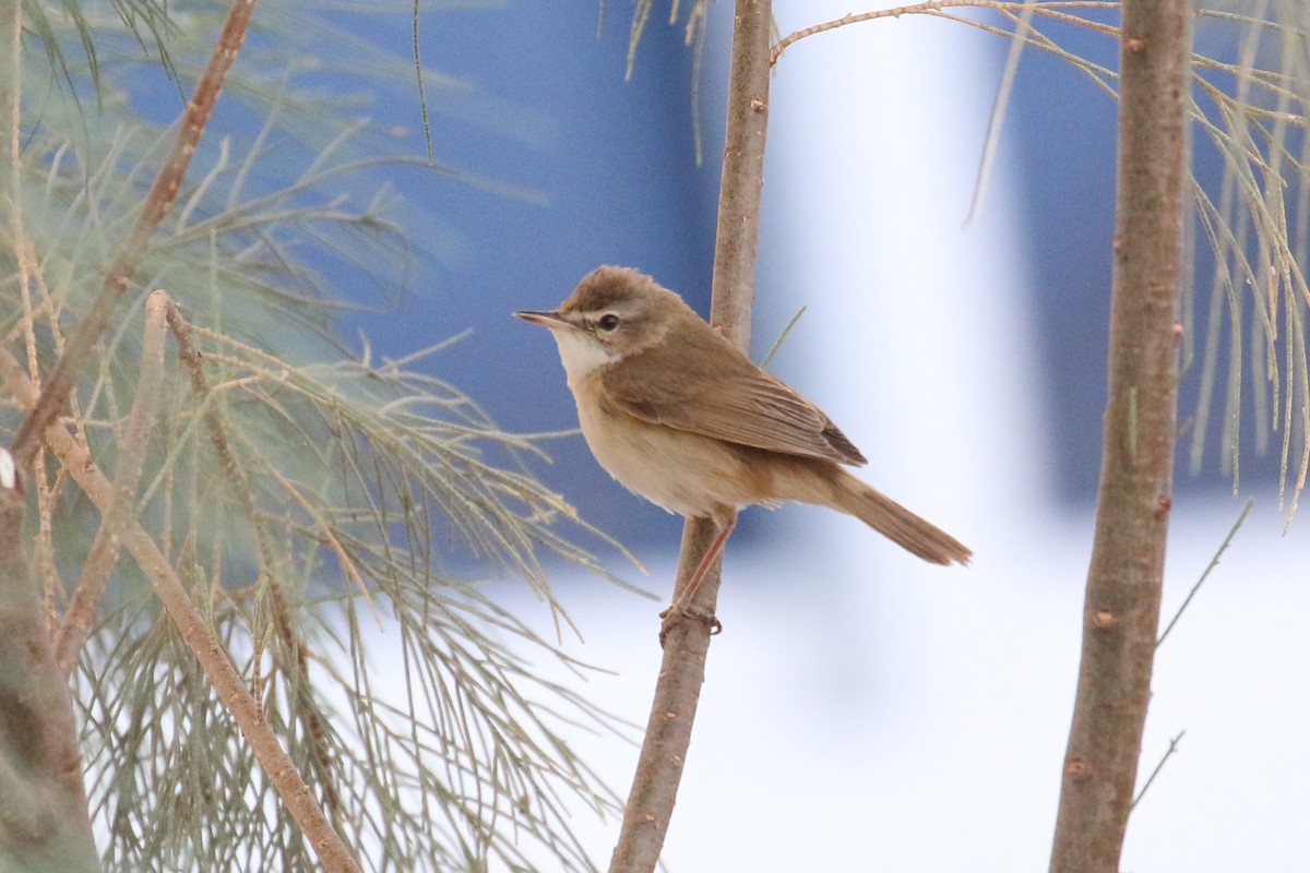 Paddyfield Warbler - ML623741002