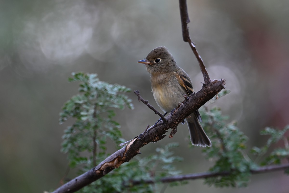 Western Flycatcher (Pacific-slope) - Ronnie Reed