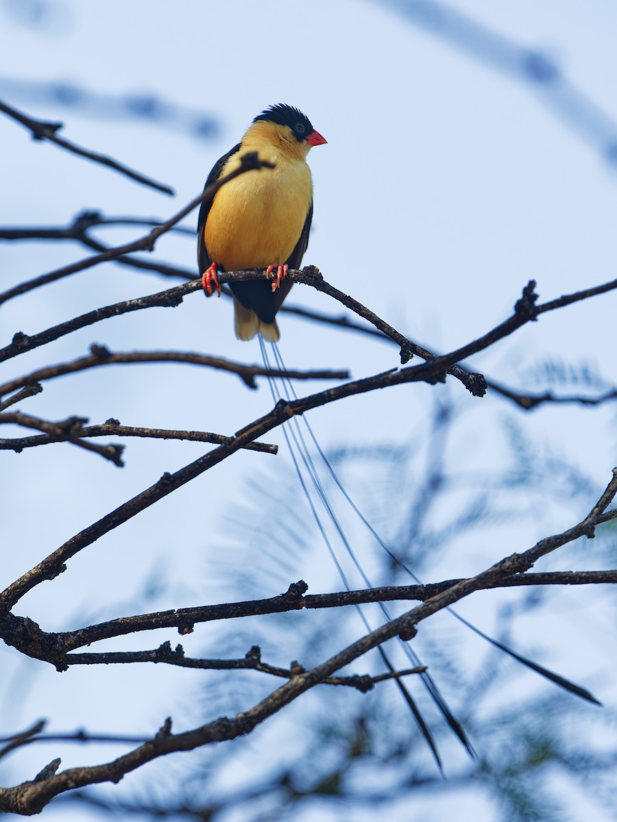 Shaft-tailed Whydah - ML623741021