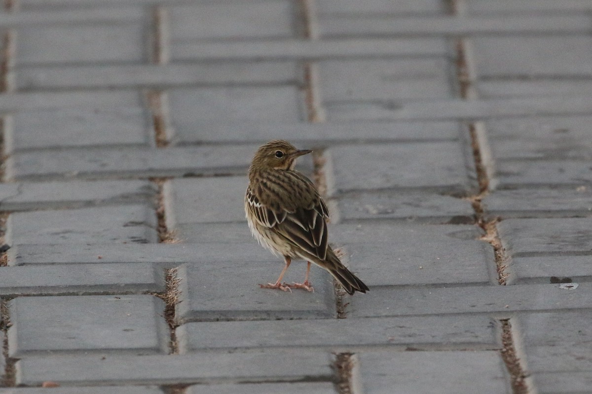 Tree Pipit - Oscar Campbell