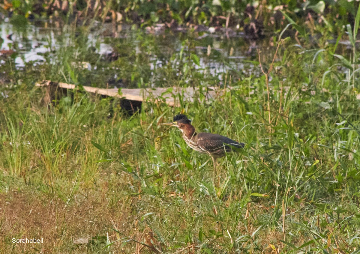 Green Heron - ML623741115