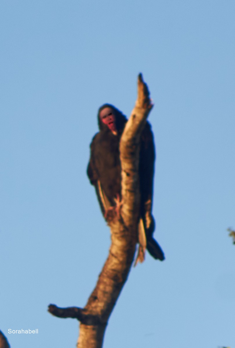 Turkey Vulture - ML623741119