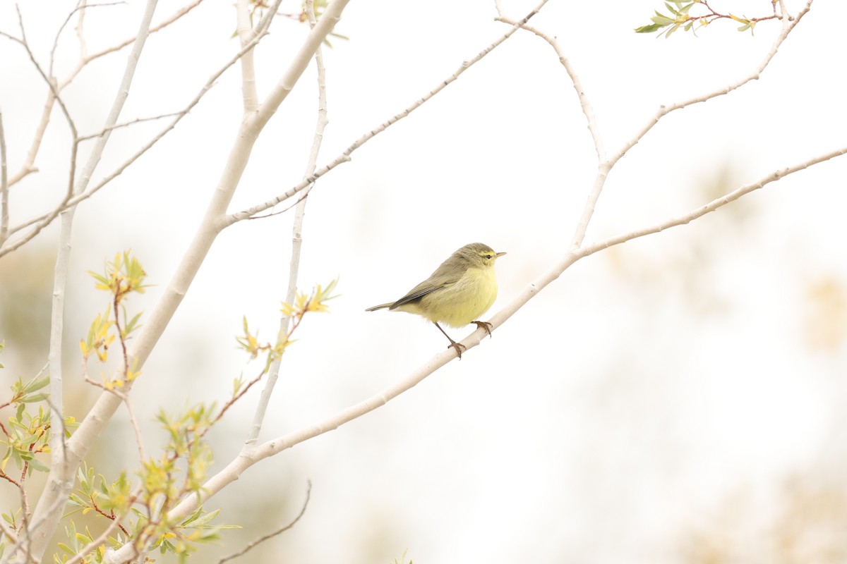 Mosquitero de Tickell/de Quinghai - ML623741217