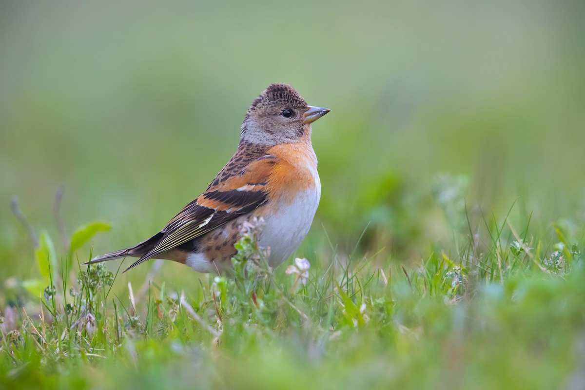 Brambling - ML623741231