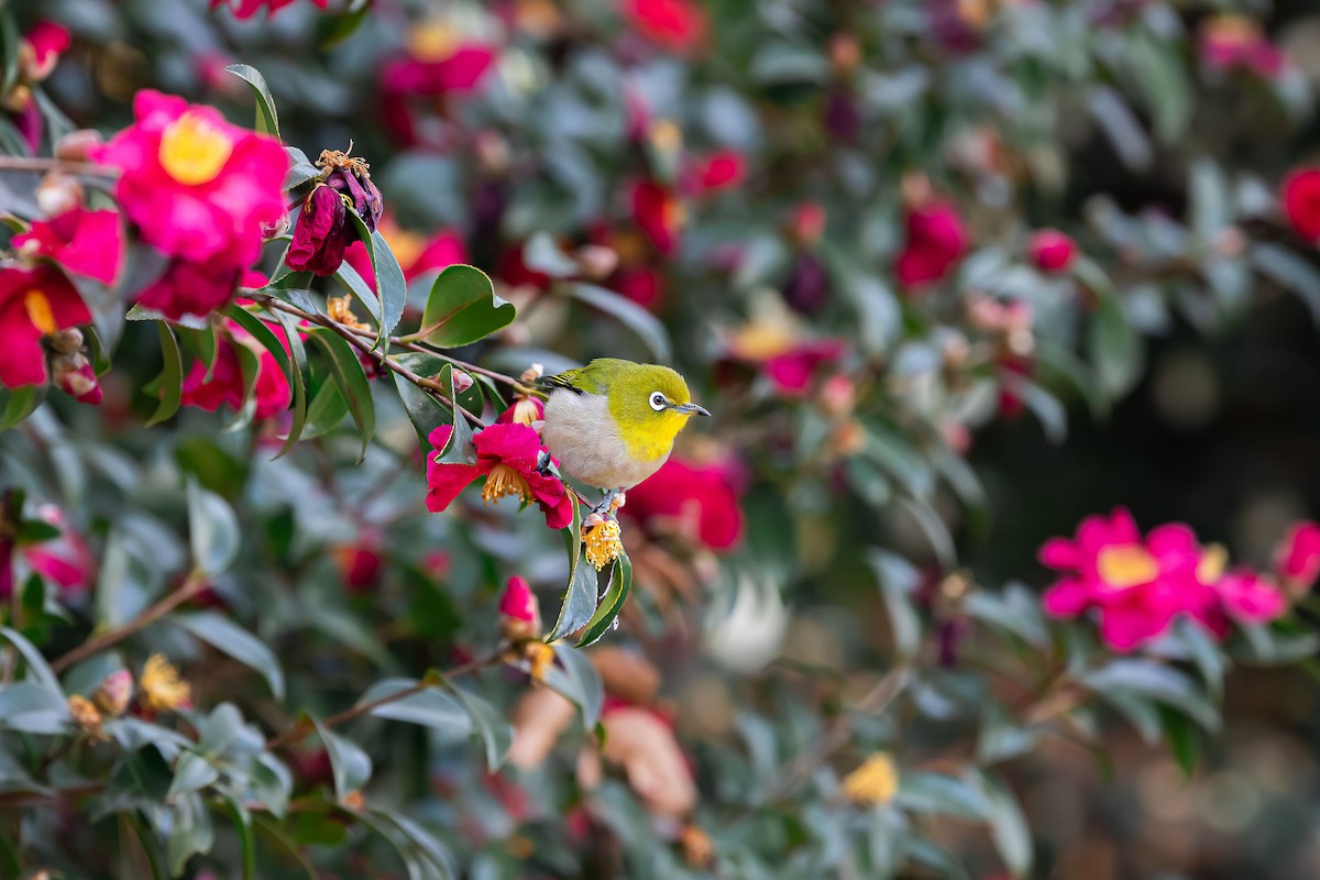 Warbling White-eye - ML623741236