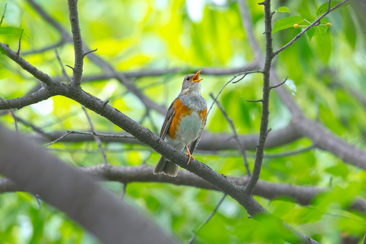 Gray-backed Thrush - ML623741237