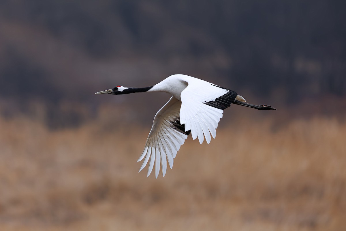Red-crowned Crane - ML623741238