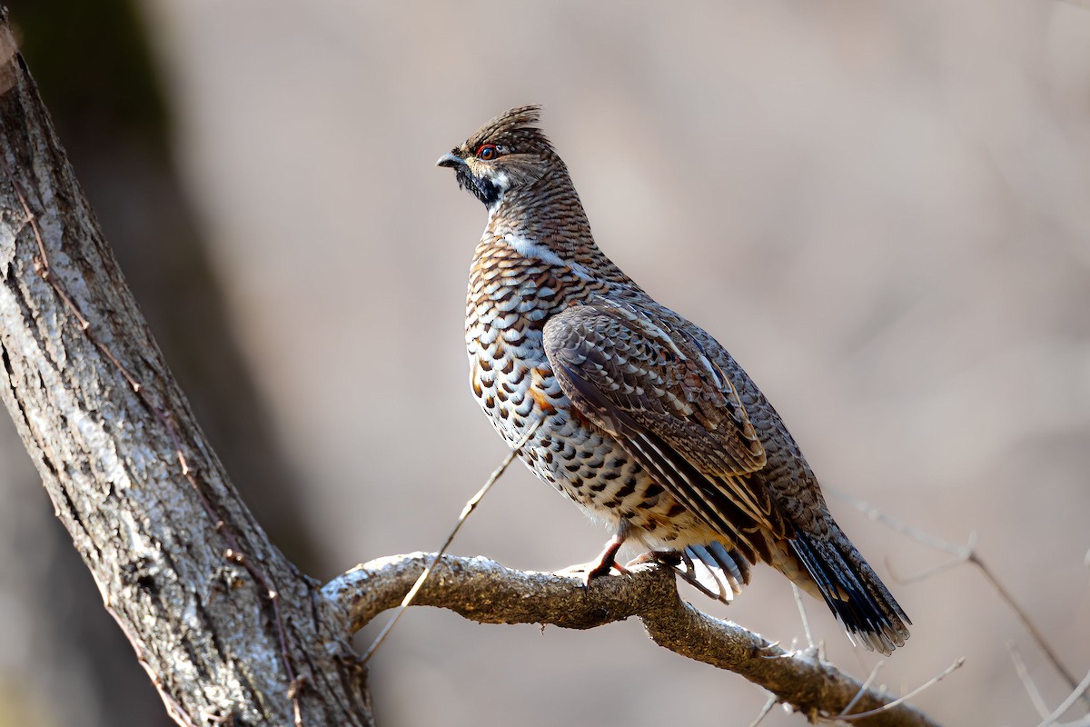 Hazel Grouse - ML623741264