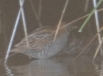 Baillon's Crake - ML623741305