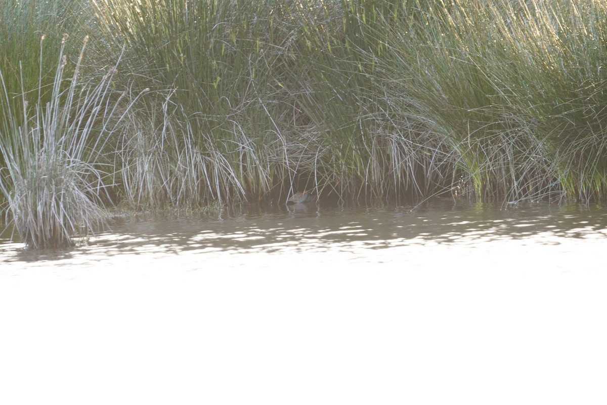 Baillon's Crake - Michael Kearns