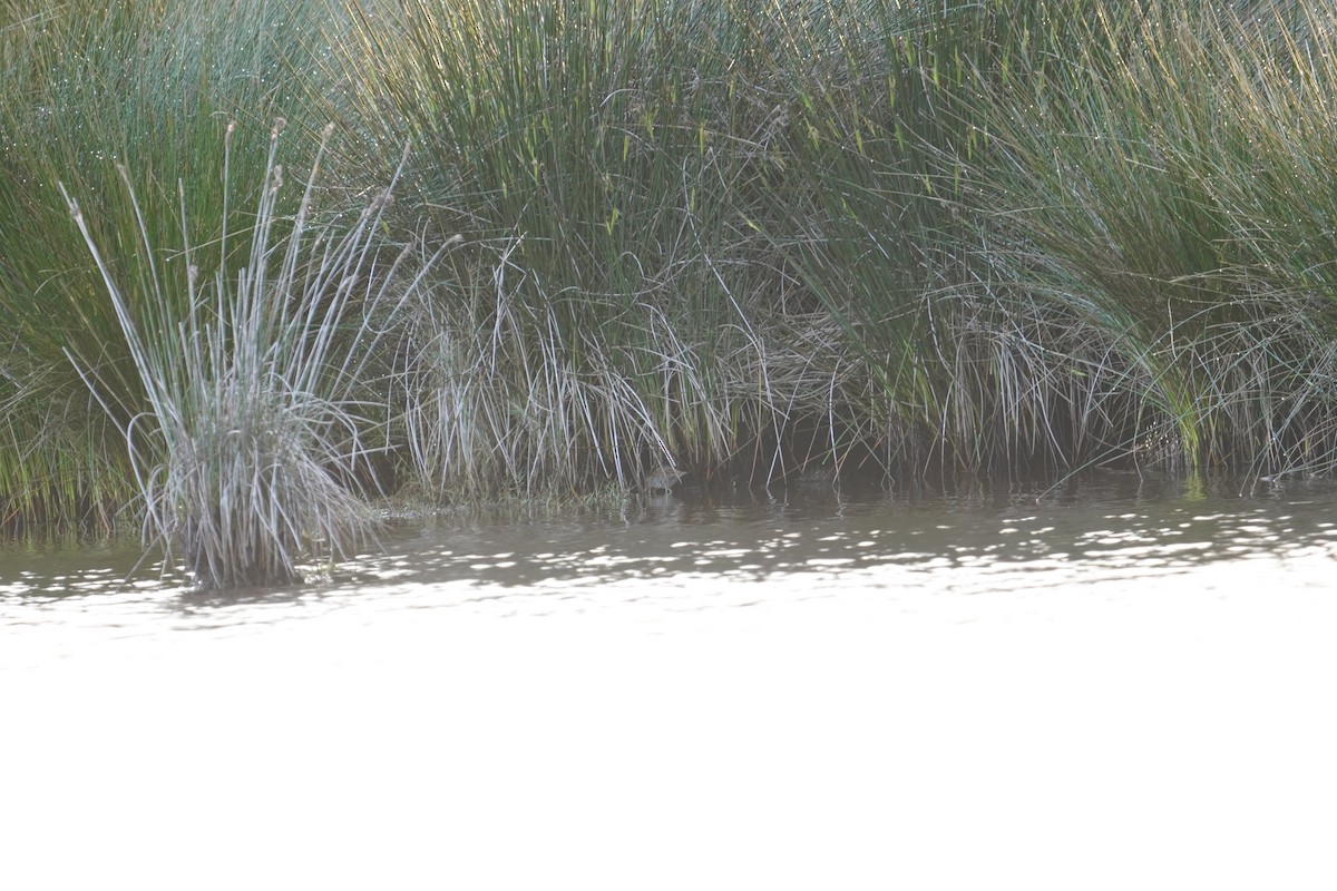 Baillon's Crake - Michael Kearns