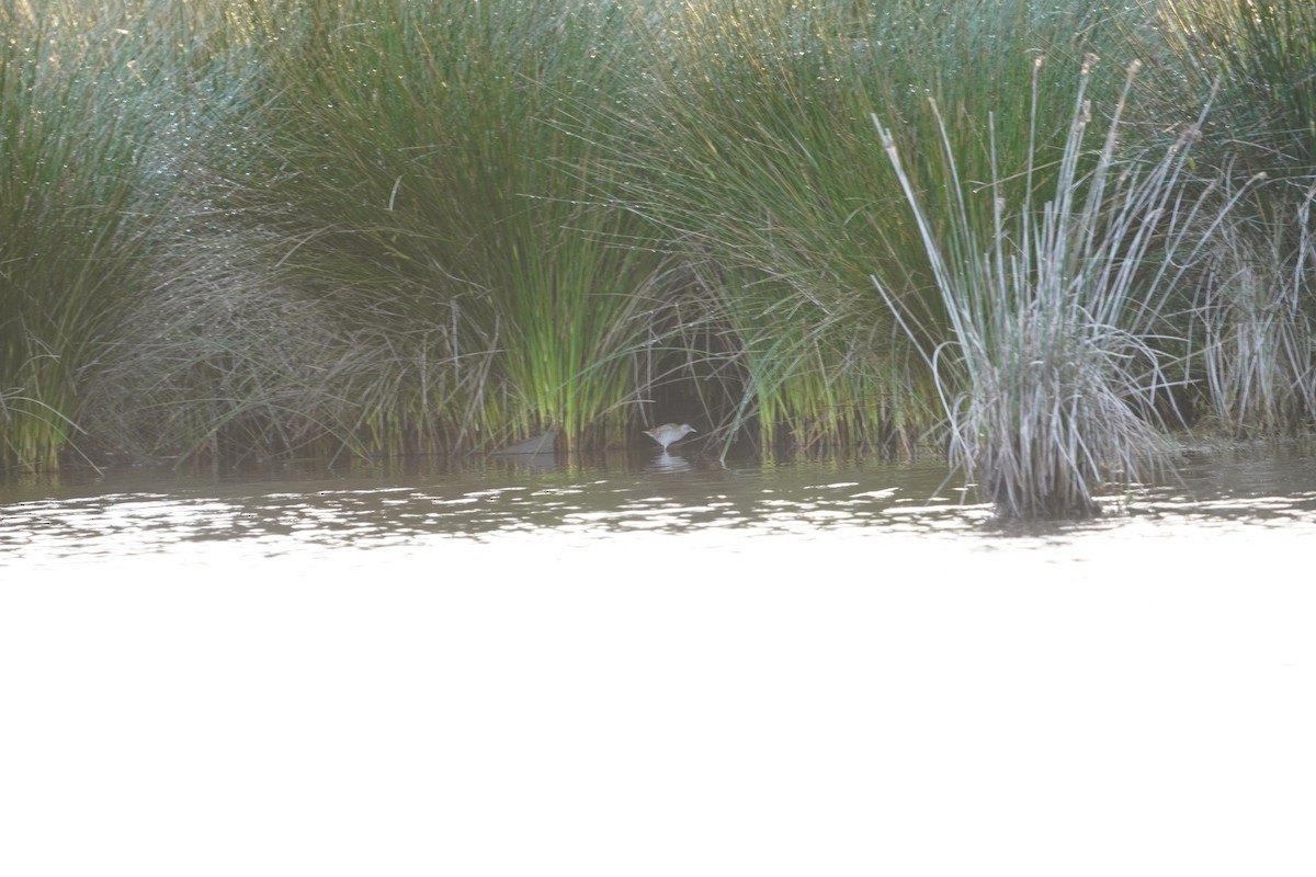 Baillon's Crake - ML623741309