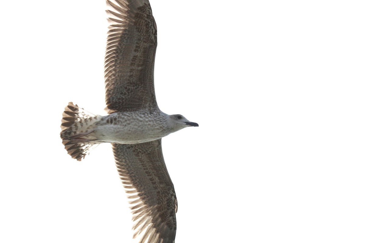 Yellow-legged Gull - ML623741335