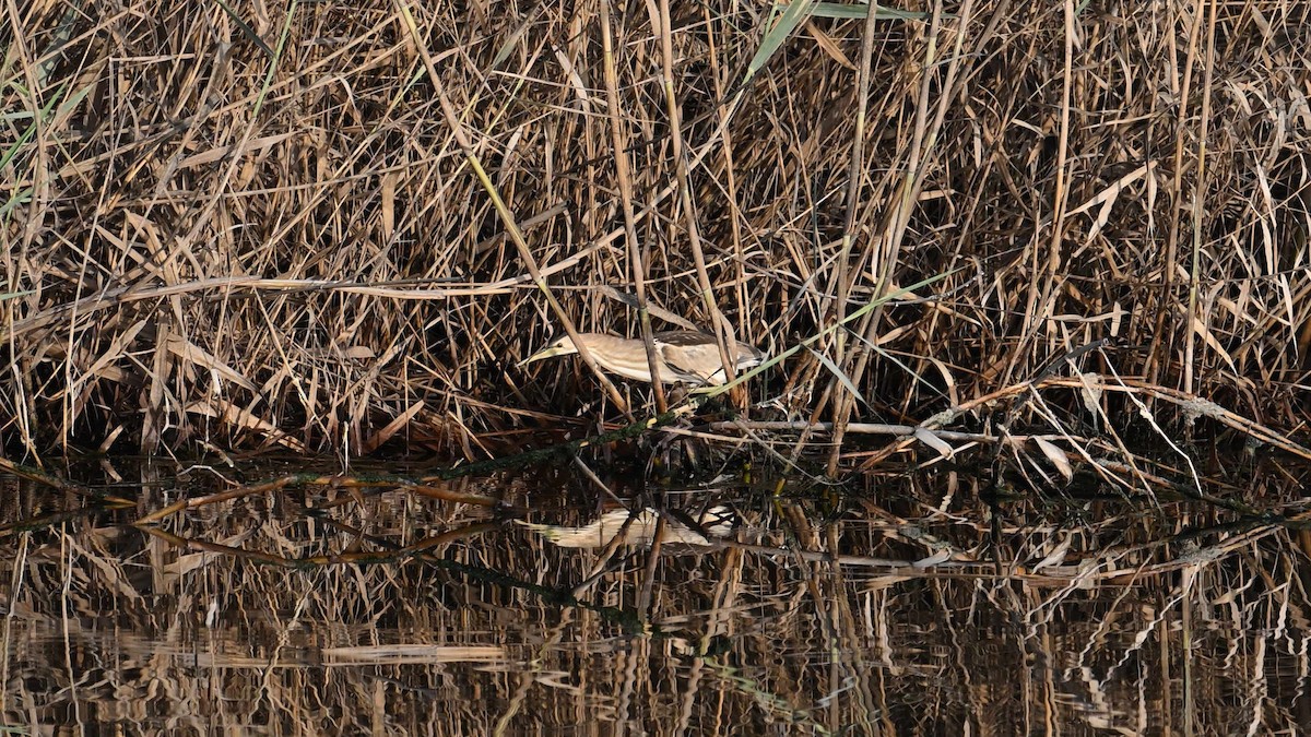 Little Bittern - Vlad Sladariu