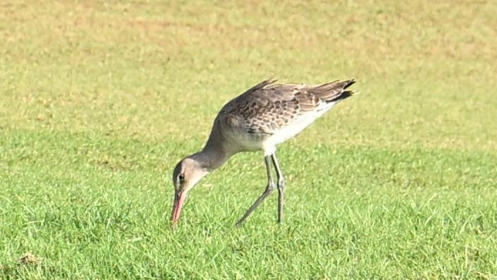 Грицик великий (підвид limosa) - ML623741381