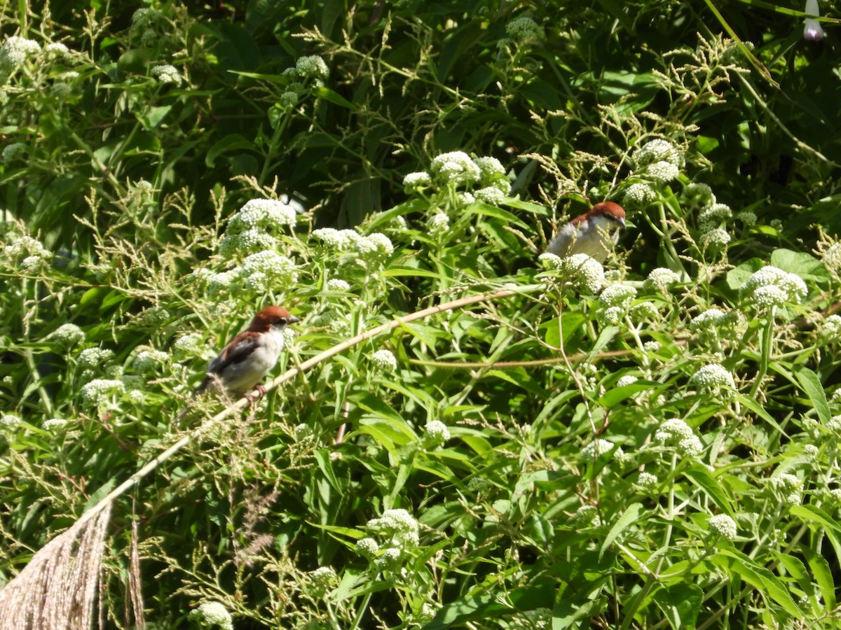 Russet Sparrow - ML623741403