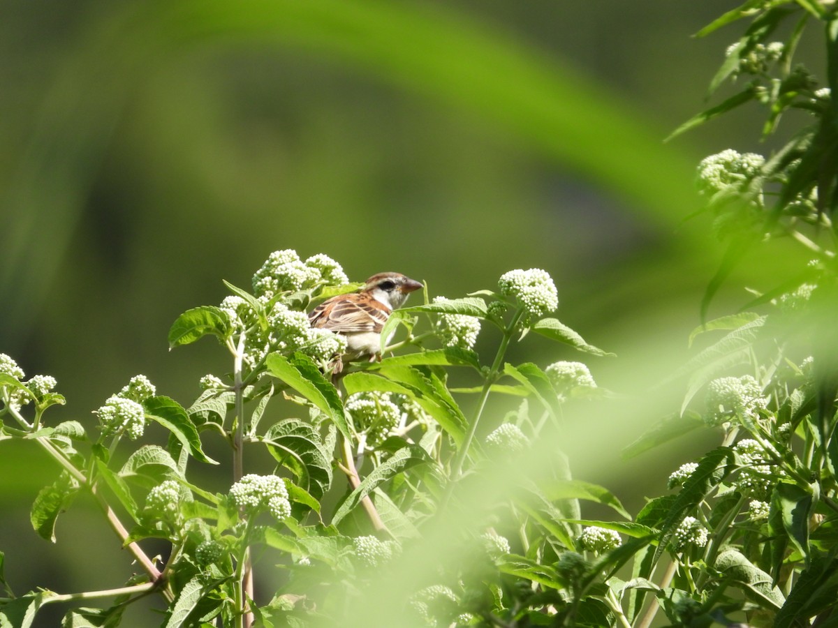 Russet Sparrow - ML623741404