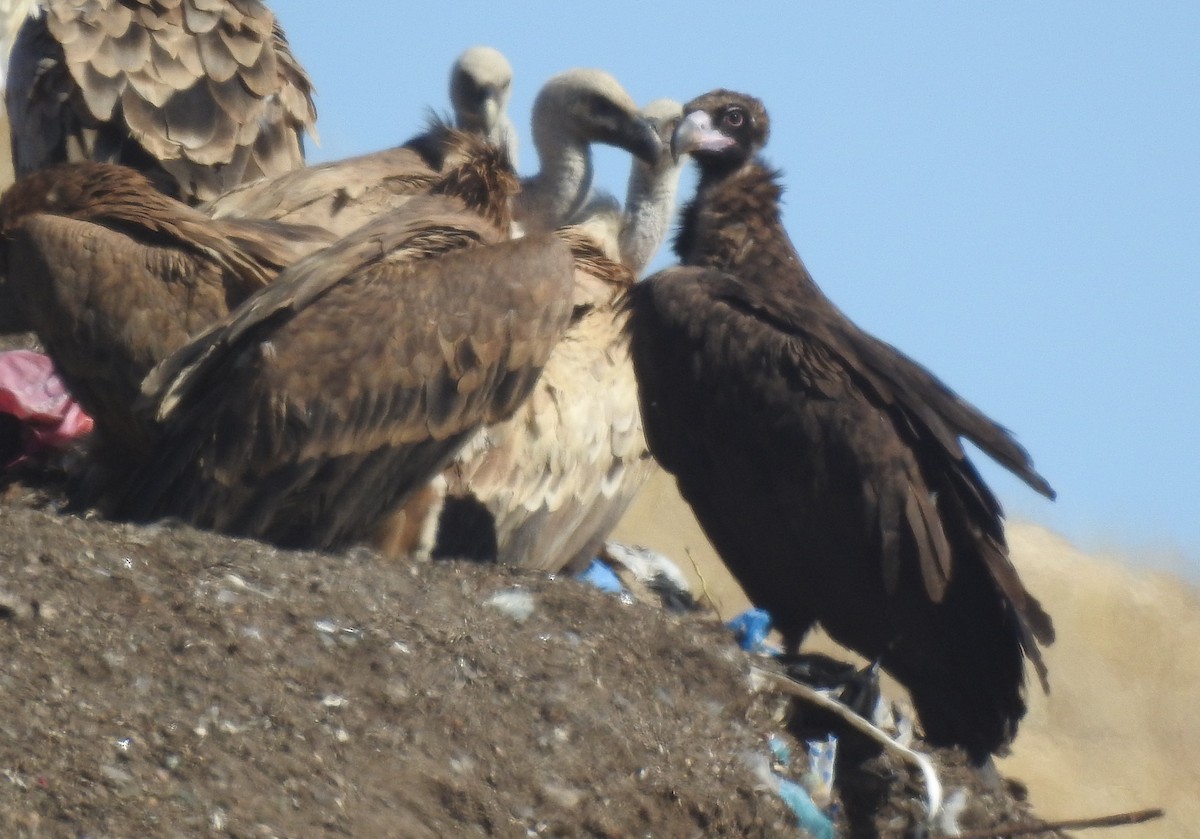 Cinereous Vulture - ML623741414