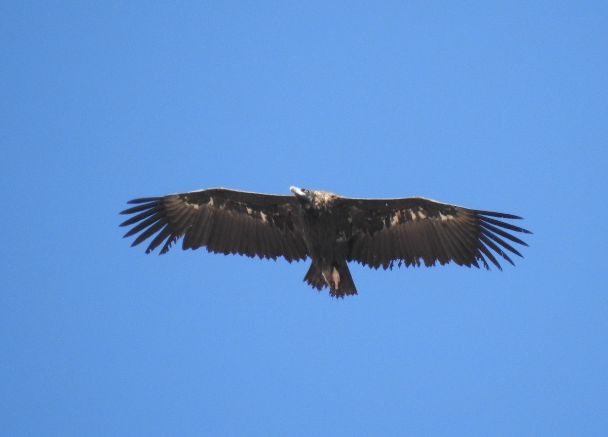 Cinereous Vulture - ML623741417