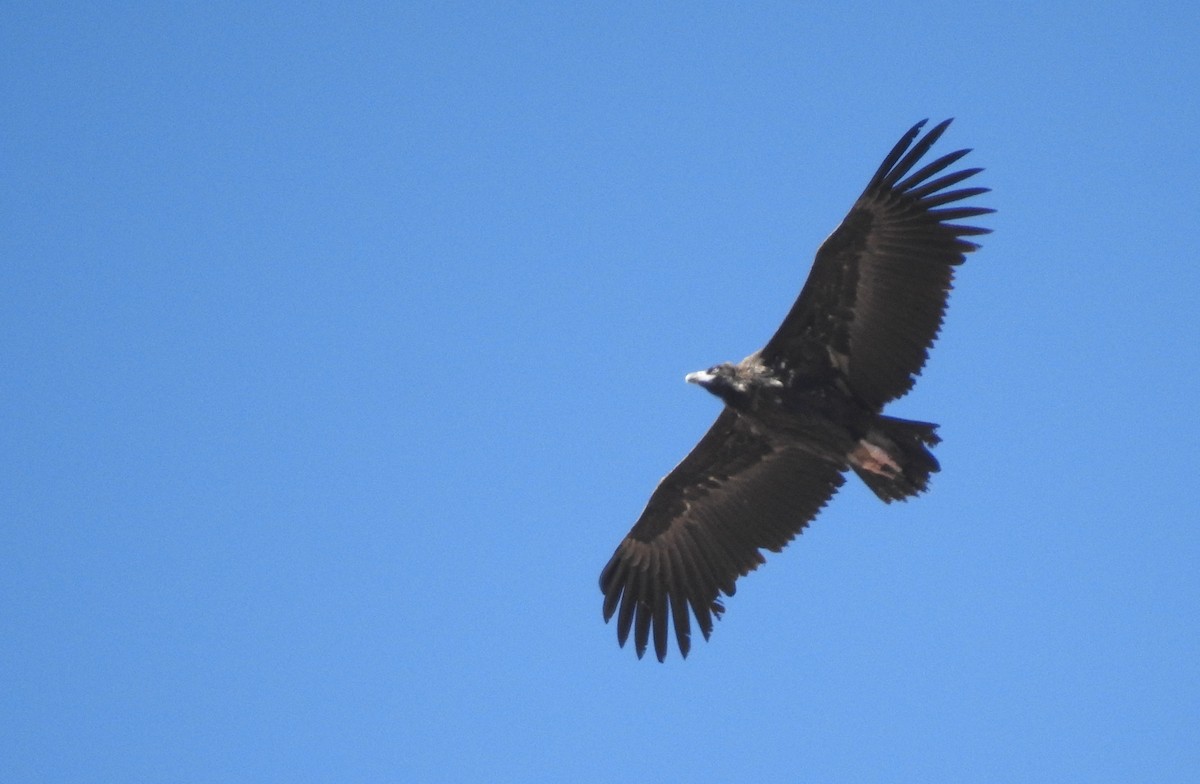 Cinereous Vulture - ML623741419