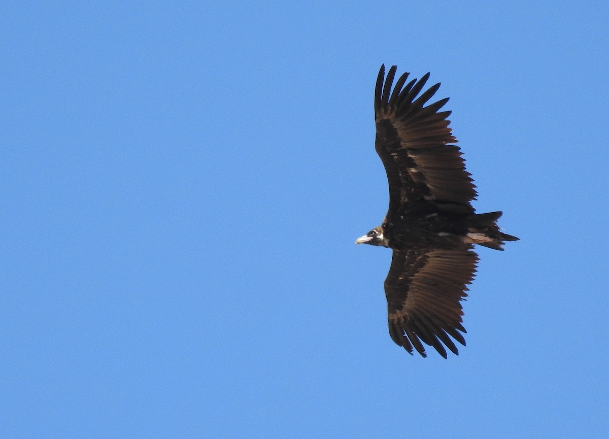 Cinereous Vulture - ML623741421