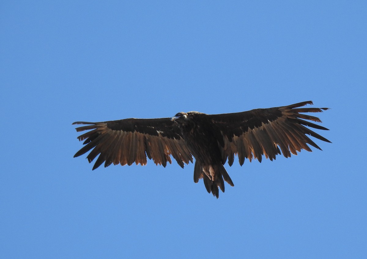 Cinereous Vulture - ML623741424