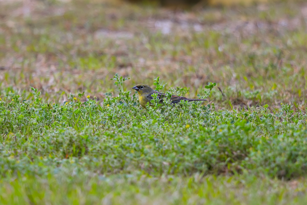 Yellow Bunting - ML623741428