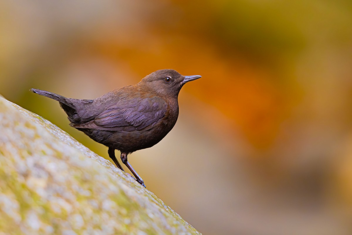 Brown Dipper - ML623741437