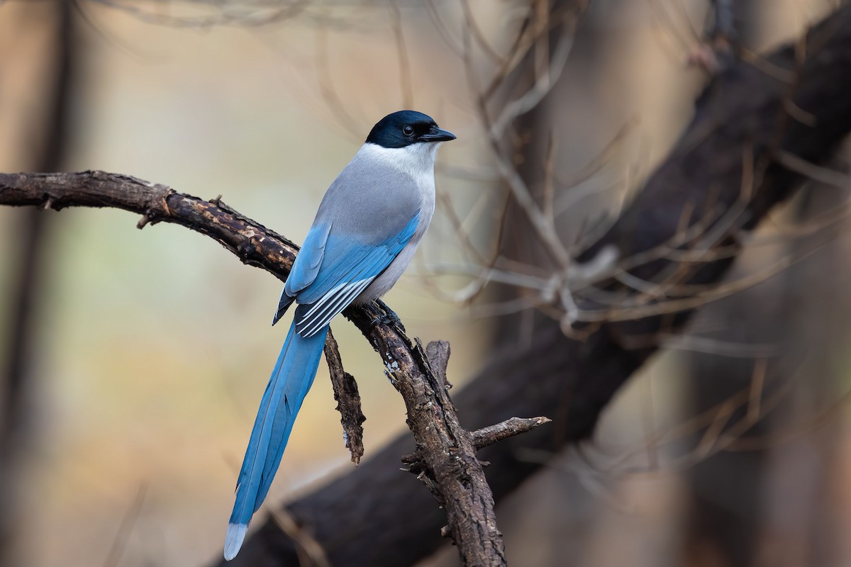 Azure-winged Magpie - ML623741441