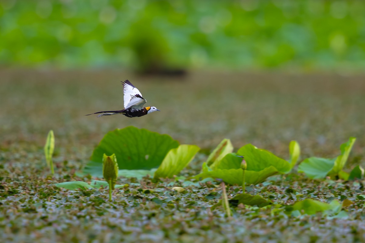 Pheasant-tailed Jacana - ML623741443