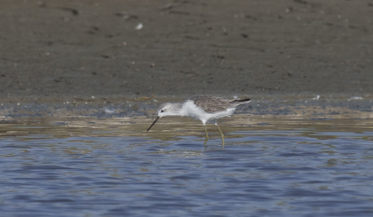 Marsh Sandpiper - ML623741459