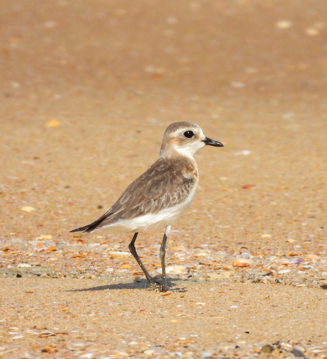 Tibetan Sand-Plover - ML623741489