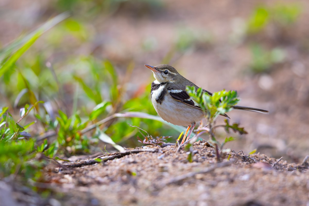 Forest Wagtail - ML623741495