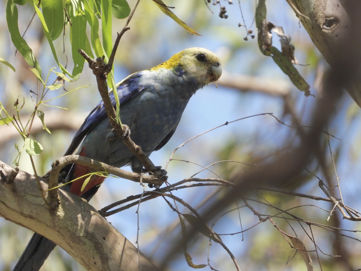 Pale-headed Rosella - ML623741524