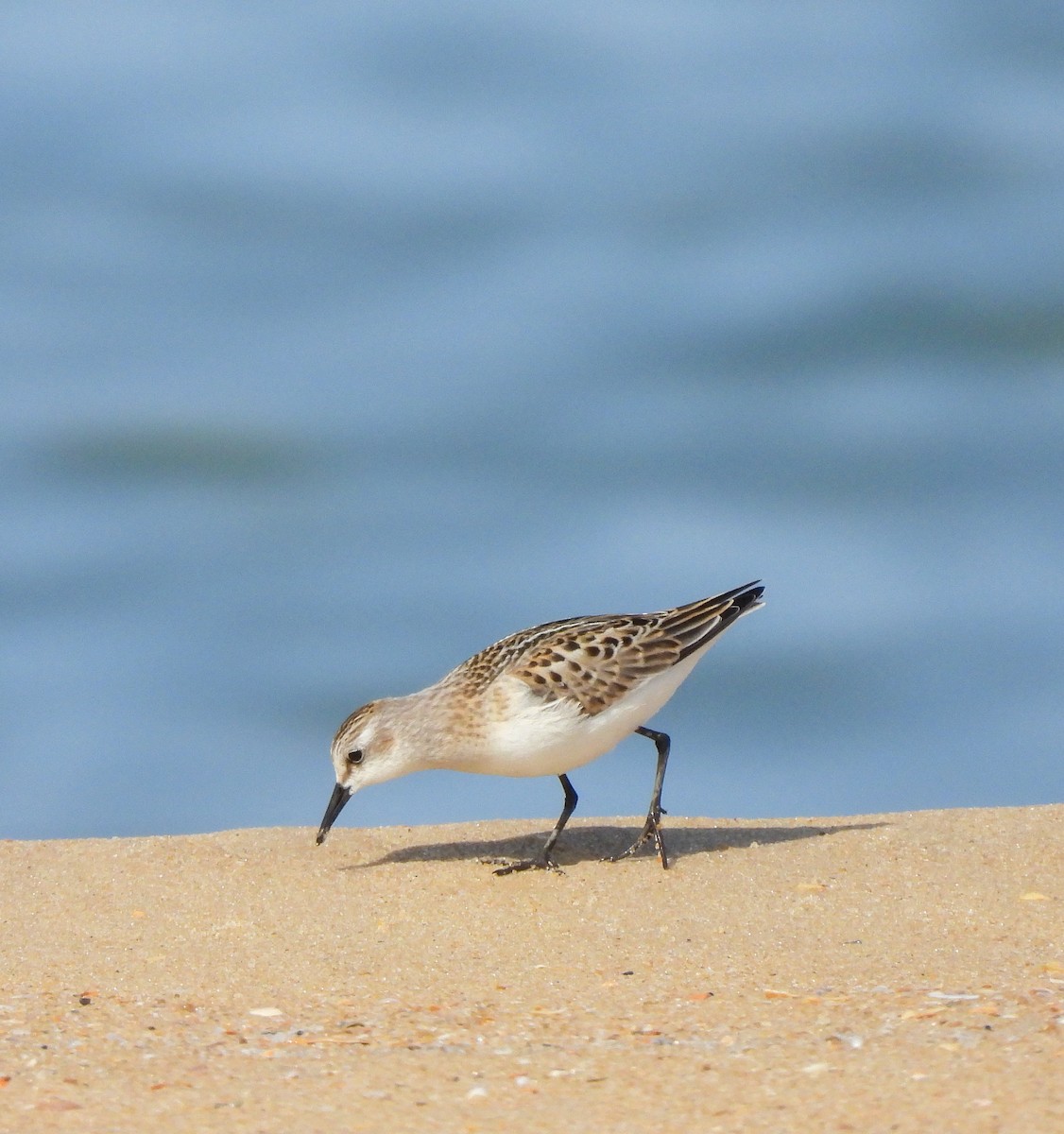 Little Stint - ML623741533