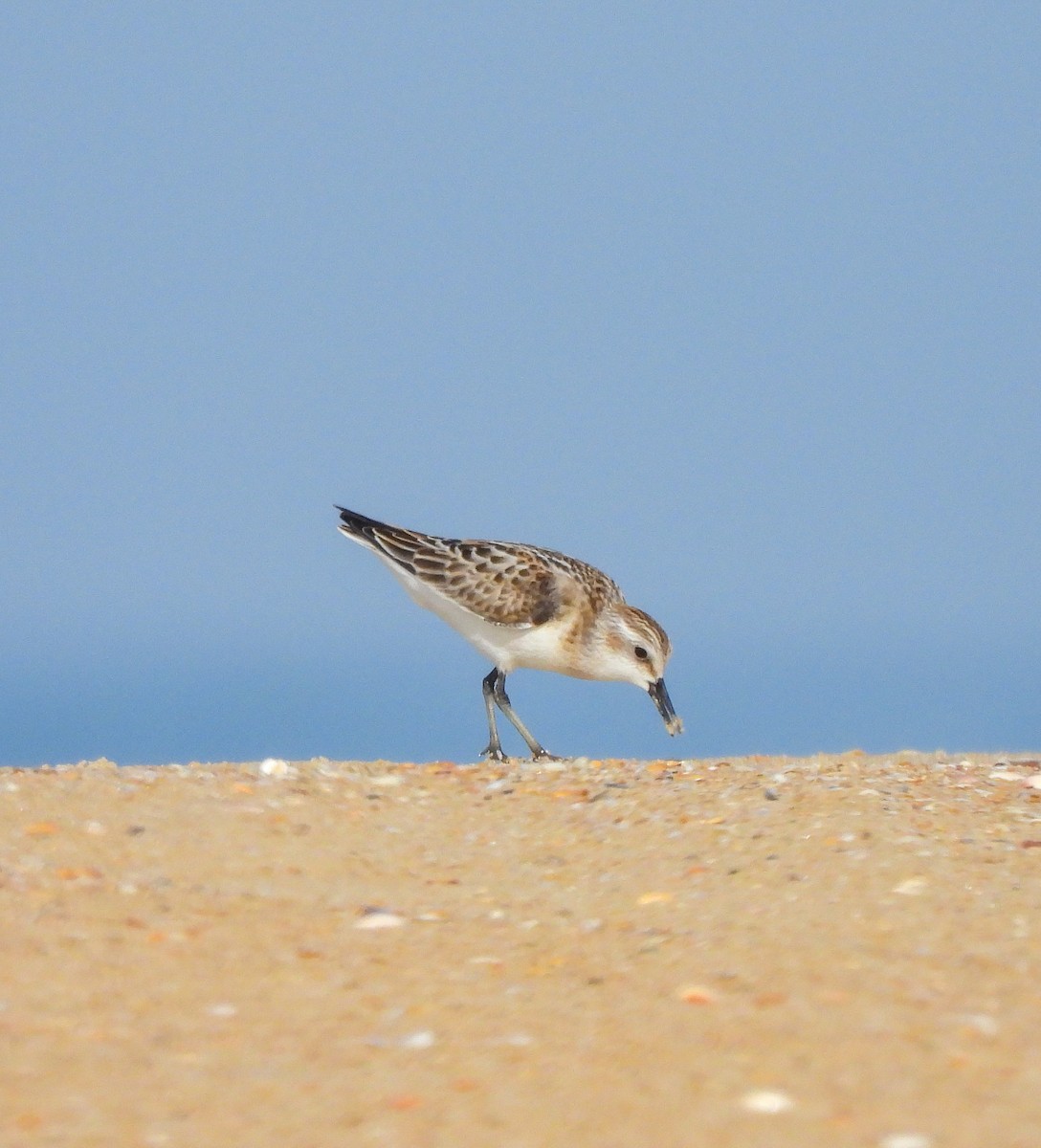 Little Stint - ML623741535