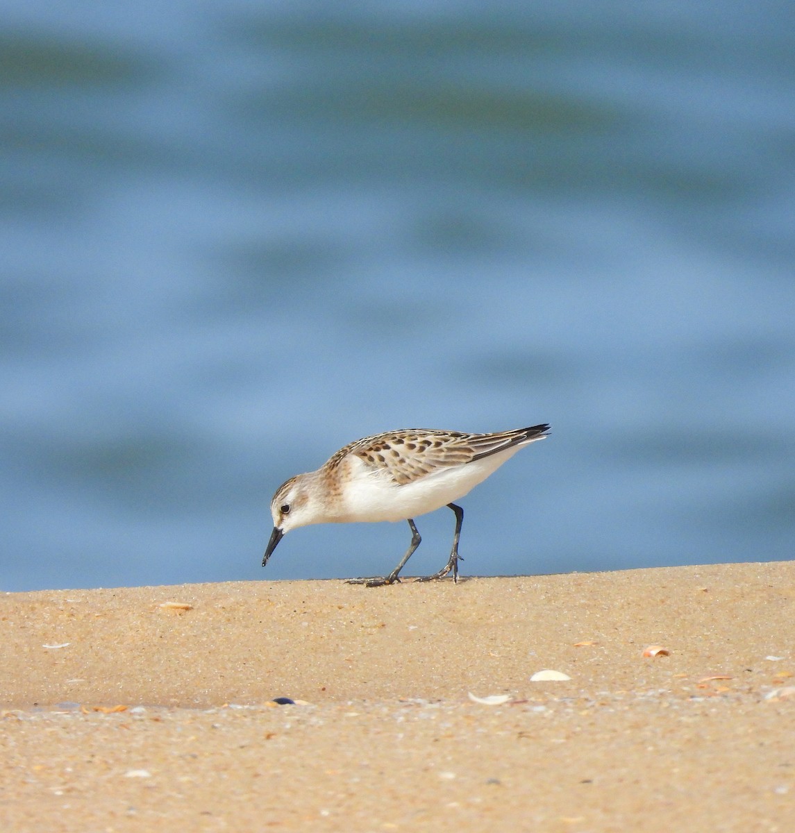 Little Stint - ML623741537