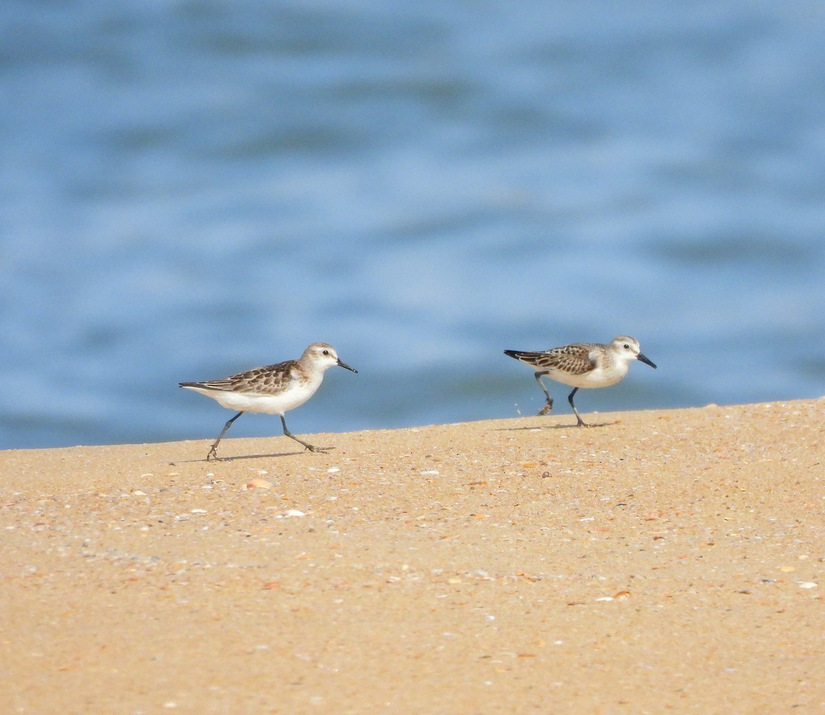 Little Stint - ML623741538