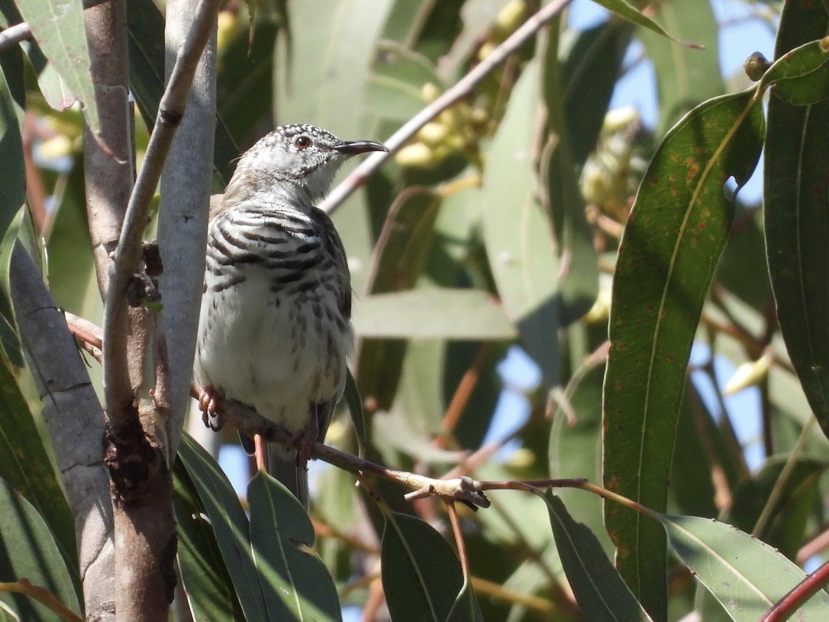 Bar-breasted Honeyeater - ML623741563