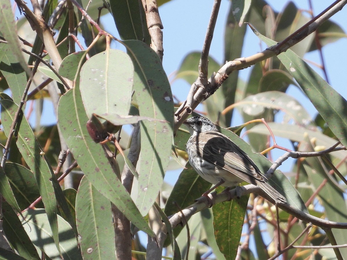 Bar-breasted Honeyeater - Cherri and Peter Gordon