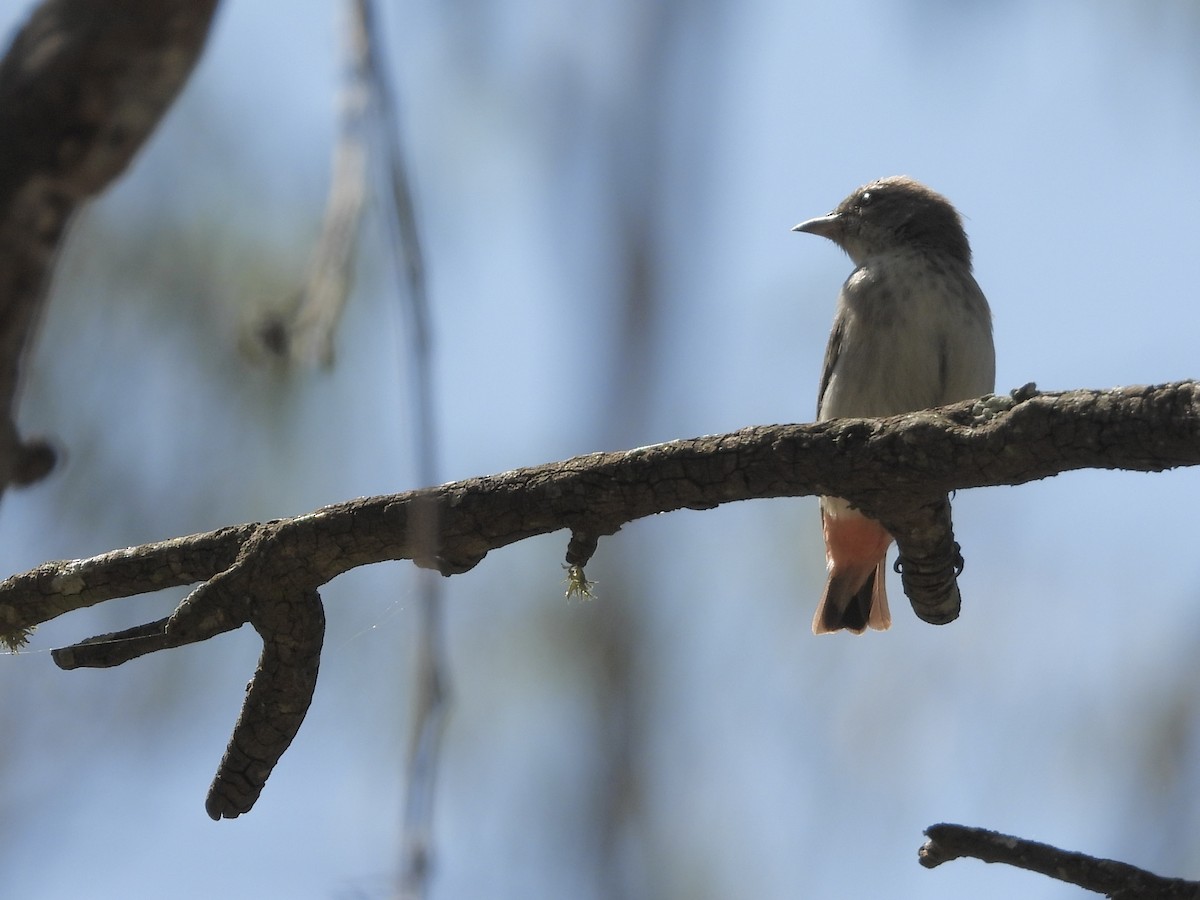 Mistletoebird - ML623741638