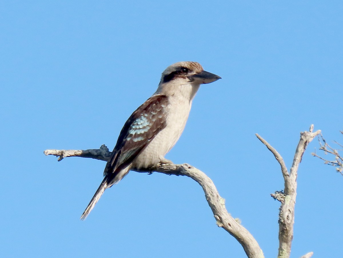 Laughing Kookaburra - Peter J. Taylor