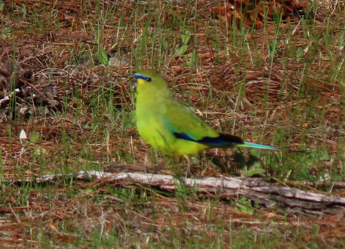 Elegant Parrot - ML623741672