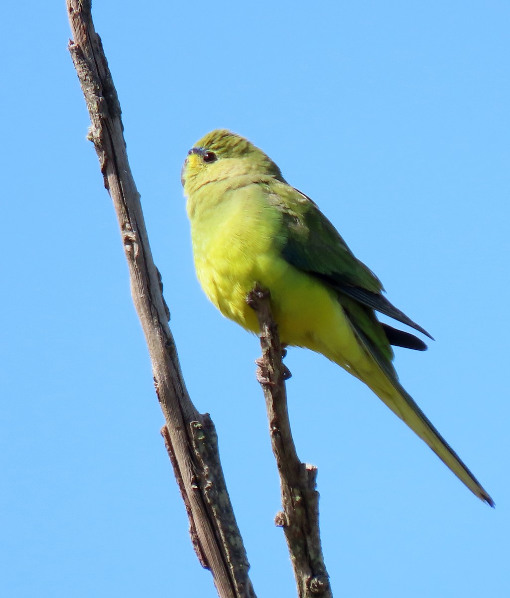 Elegant Parrot - ML623741673