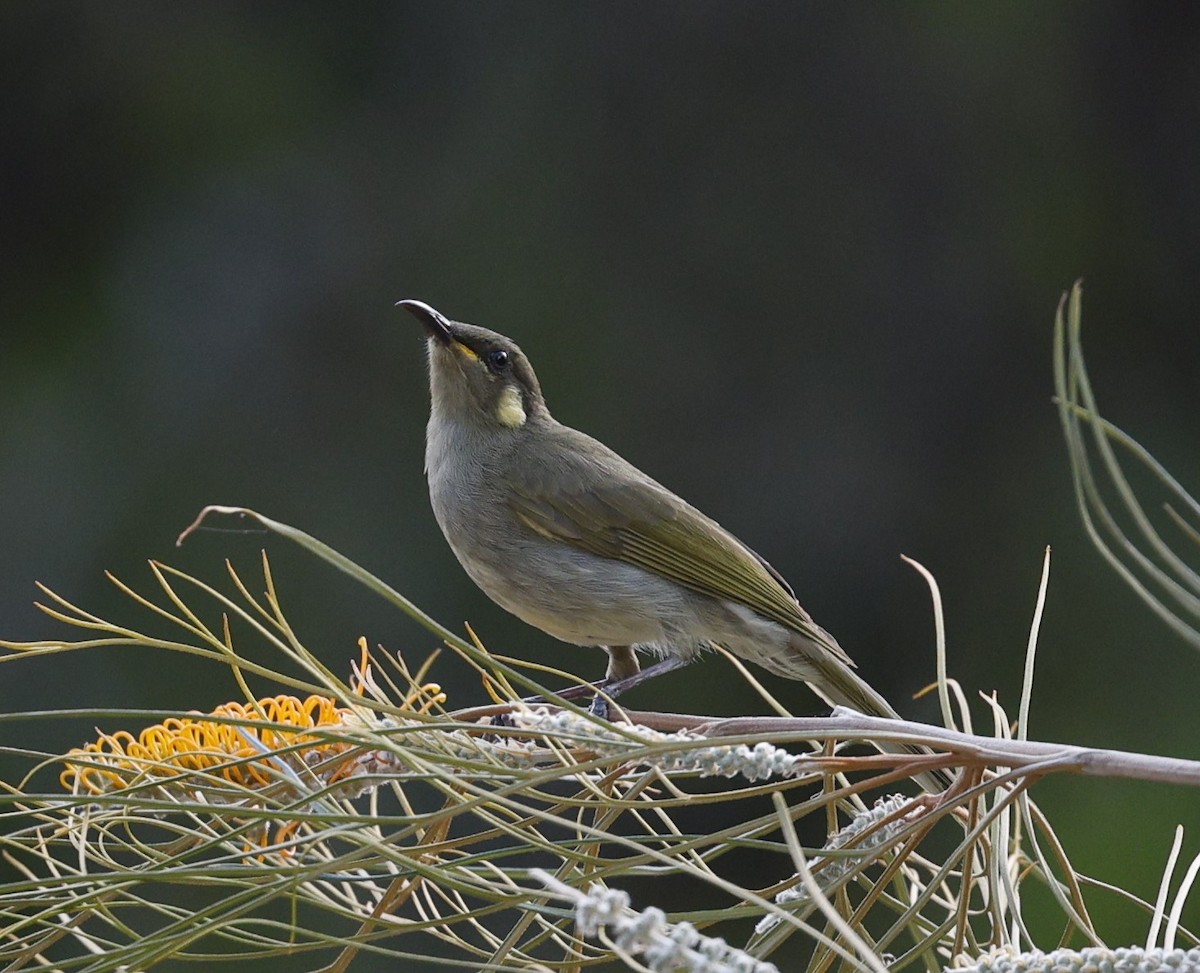 Graceful Honeyeater - ML623741695